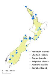 Hypericum humifusum distribution map based on databased records at AK, CHR and WELT.
 Image: K. Boardman © Landcare Research 2014 